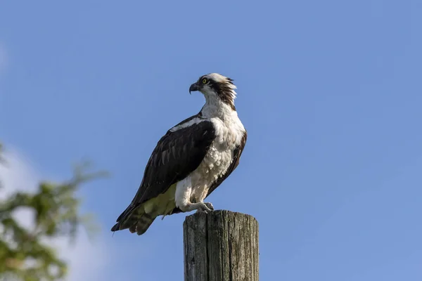 Ospreia Ocidental Pandion Haliaetus Sentado Poste Madeira — Fotografia de Stock