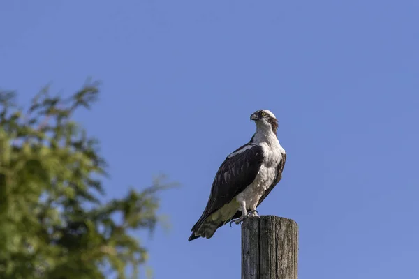 Western Osprey Pandion Haliaetus Sitting Wooden Pole — Stock Photo, Image