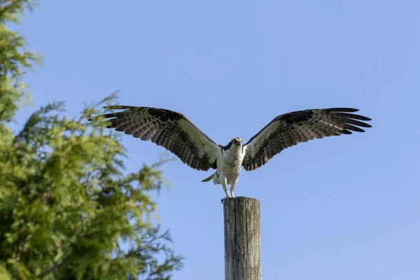 Ospreia Ocidental Pandion Haliaetus Sentado Poste Madeira — Fotografia de Stock