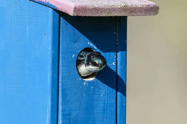 Tree Swallow Tachycineta Bicolor Nesting Birdhouse — Stockfoto