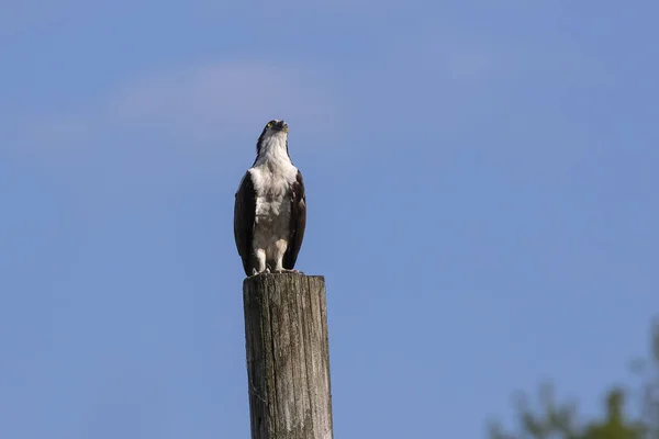 Ospreia Ocidental Pandion Haliaetus Sentado Poste Madeira — Fotografia de Stock