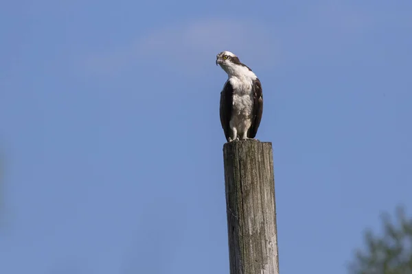 Західний Осетер Pandion Haliaetus Сидить Дерев Яному Стовпі — стокове фото