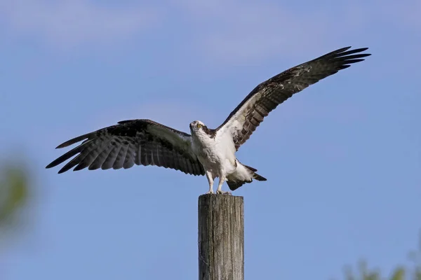 Західний Осетер Pandion Haliaetus Сидить Дерев Яному Стовпі — стокове фото