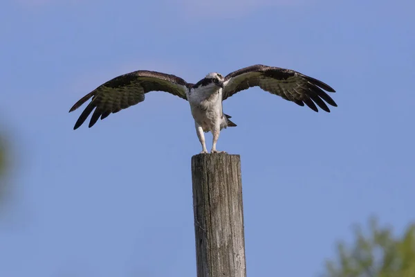 Західний Осетер Pandion Haliaetus Сидить Дерев Яному Стовпі — стокове фото