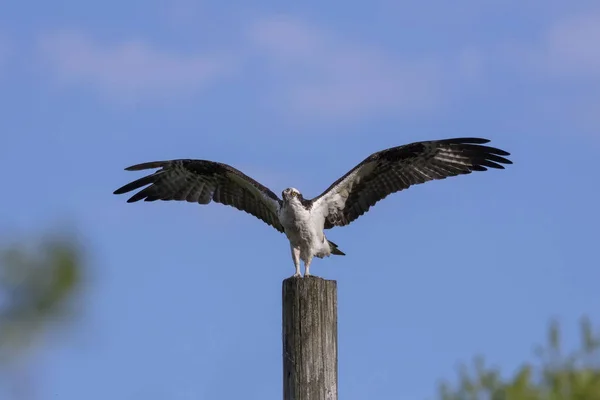 Західний Осетер Pandion Haliaetus Сидить Дерев Яному Стовпі — стокове фото