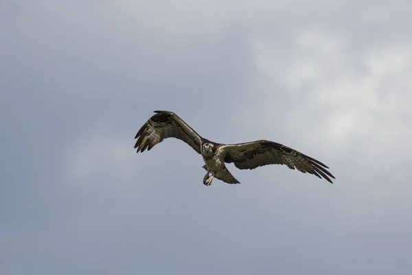 Western Osprey Pandion Haliaetus Voo Cena Natureza Wisconsin — Fotografia de Stock