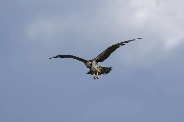 Western Osprey Pandion Haliaetus Voo Cena Natureza Wisconsin — Fotografia de Stock