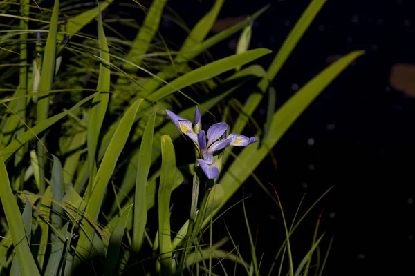 Fiori Iris Nativi Selvatici Una Zona Umida Iris Raffigurata Nella — Foto Stock