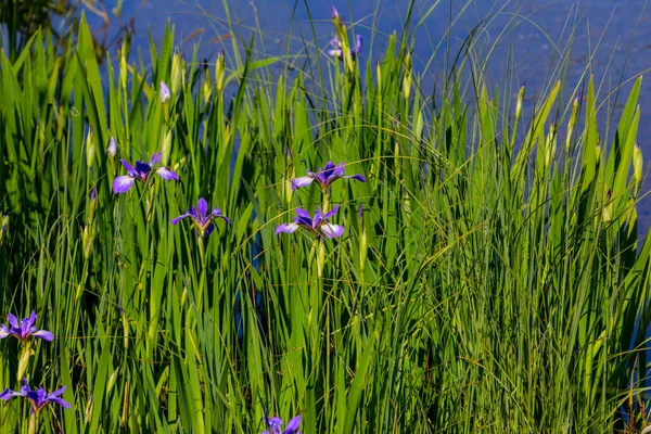 Islak Bir Arazide Yabani Süsen Çiçekleri Iris Mitolojide Bir Gökkuşağı — Stok fotoğraf
