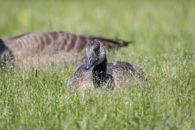 Gosling - Kanada kaz (Branta canadensis) çimoturan