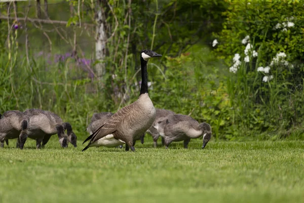 Ganso Canadá Branta Canadensis Com Seus Gansos — Fotografia de Stock