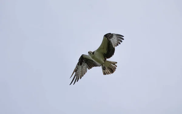 Osprey Bird Prey Flight — Stock Photo, Image