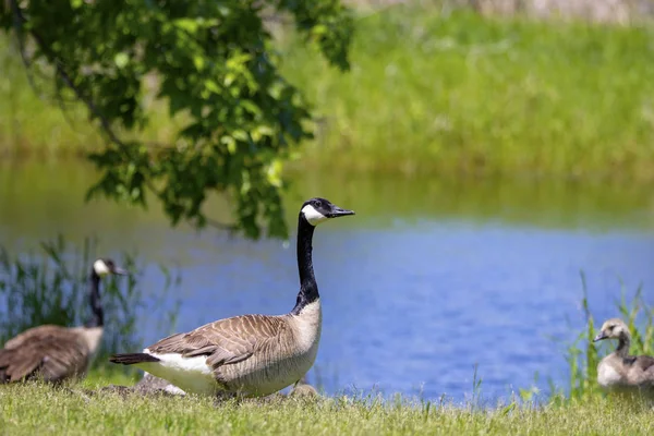 Gęś Kanadyjska Branta Canadensis Ich Pisklęta Gęsie — Zdjęcie stockowe