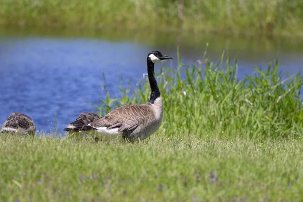 Canada Goose Branta Canadensis Goslings — Stock Photo, Image