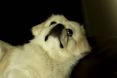 Çiftleme sırasında bir erkek ve bir dişi yusufçuk