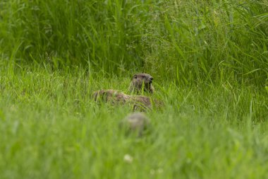 Çiftleme sırasında bir erkek ve bir dişi yusufçuk