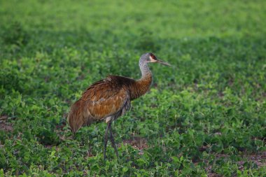 Kumtepe vinç, batan güneşin ışınları güzel renkler