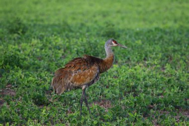 Kumtepe vinç, batan güneşin ışınları güzel renkler