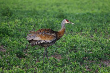 Kumtepe vinç, batan güneşin ışınları güzel renkler