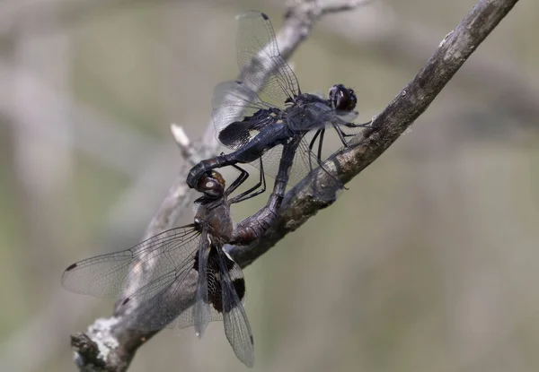 Male Female Dragonfly Mating — Stock Photo, Image