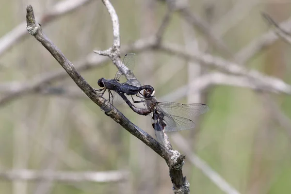 Male Female Dragonfly Mating — Stock Photo, Image