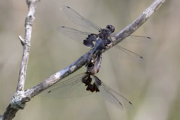 Ein Männchen Und Eine Weibliche Libelle Bei Der Paarung — Stockfoto