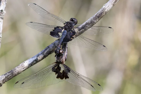 Samec Samice Dragonmoucha Během Páření — Stock fotografie