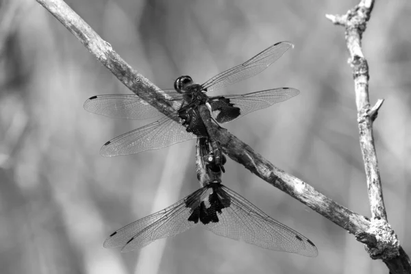 Male Female Dragonfly Mating — Stock Photo, Image