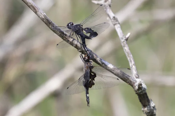 Mâle Une Femelle Libellules Pendant Accouplement — Photo