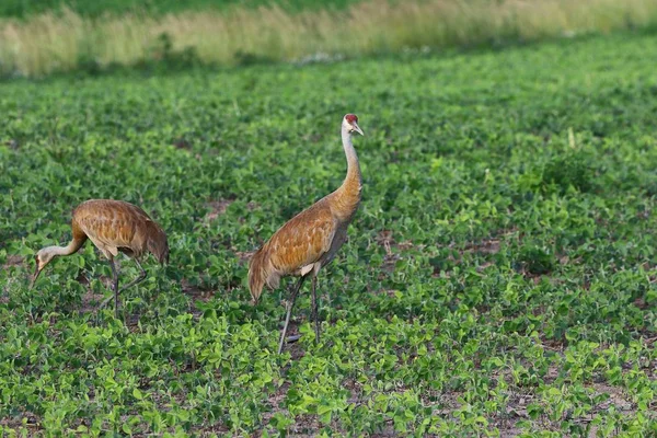 Grúa Arenisca Hermosos Colores Los Rayos Del Sol Poniente — Foto de Stock