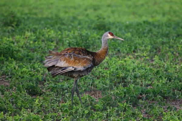 Kumtepe vinç, batan güneşin ışınları güzel renkler