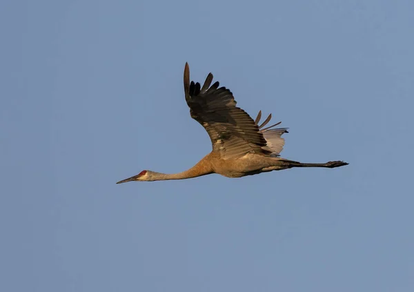 Grúa Arenisca Antígona Canadensis Vuelo — Foto de Stock