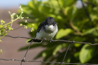 Doğu kral kuşu (Tyrannus tyrannus) yuvalama bölgelerini savunurken.