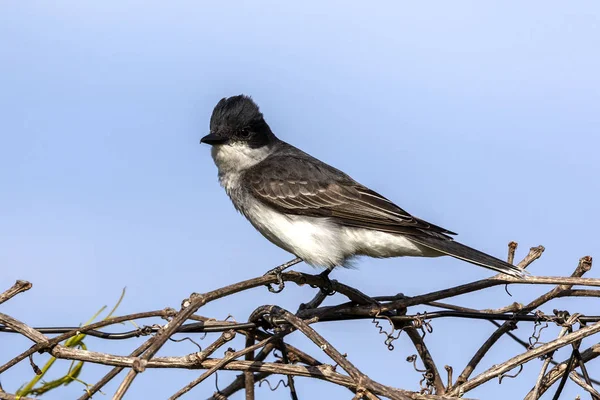 Der Östliche Königsvogel Tyrannus Tyrannus Bei Der Verteidigung Seines Brutgebietes — Stockfoto