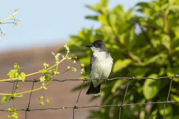 Der Östliche Königsvogel Tyrannus Tyrannus Bei Der Verteidigung Seines Brutgebietes — Stockfoto