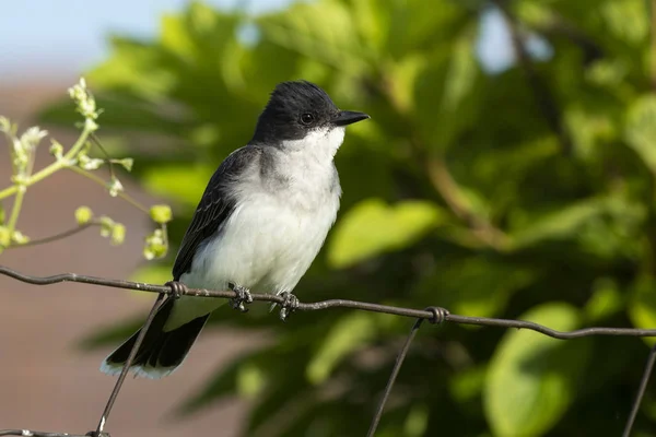 Der Östliche Königsvogel Tyrannus Tyrannus Bei Der Verteidigung Seines Brutgebietes — Stockfoto