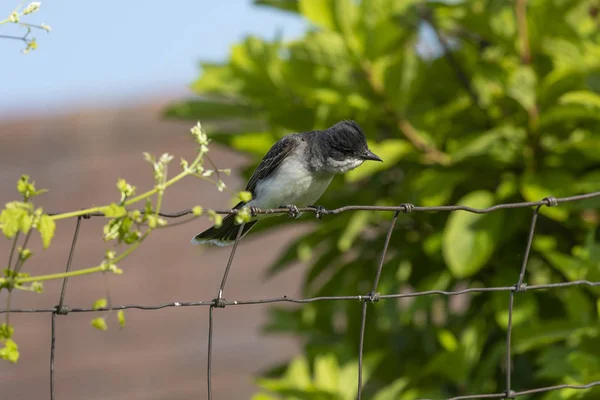 Uccello Reale Orientale Tyrannus Tyrannus Durante Difesa Del Loro Territorio — Foto Stock