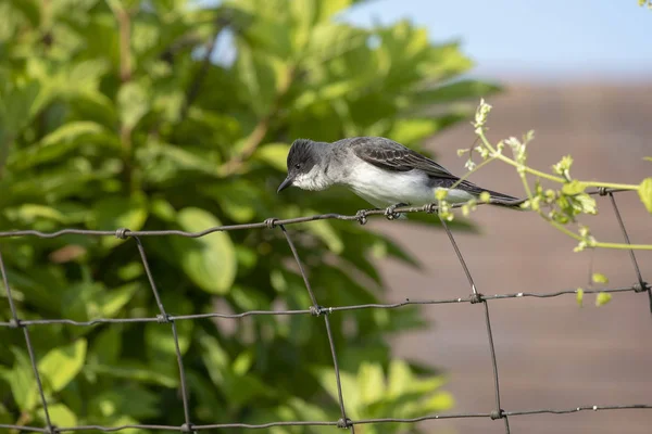 Pássaro Real Oriental Tyrannus Tyrannus Durante Defesa Seu Território Nidificação — Fotografia de Stock