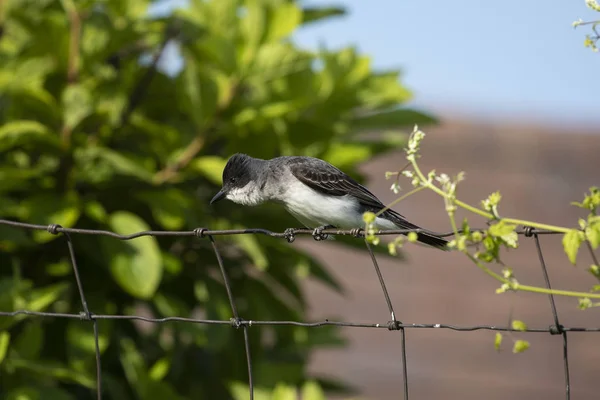 Den Östliga Kingbird Tyrannus Tyrannus Att Försvara Deras Häckande Territorium — Stockfoto