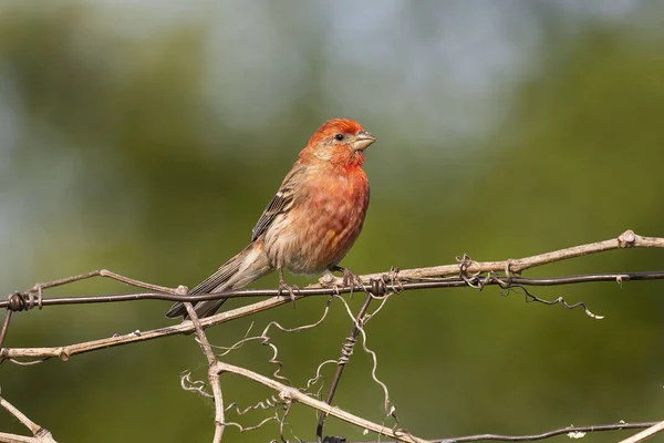 Finch Domu Hemorhous Mexicanus Native American Bird — Zdjęcie stockowe