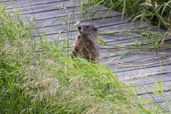 Groundhog Marmota Monax Även Känd Som Woodchuck American Gnagare — Stockfoto