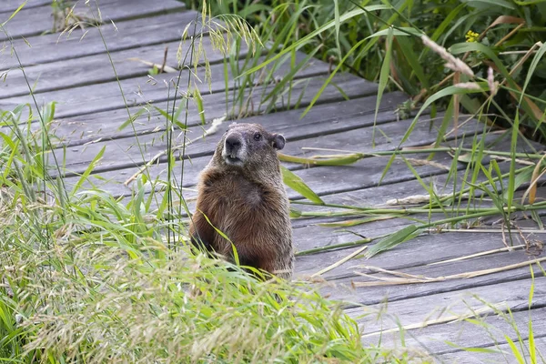 Groundhog Marmota Monax Även Känd Som Woodchuck American Gnagare — Stockfoto