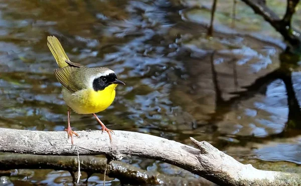 Ortak Yellowthroat (geothlypis trichas). Küçük şarkı kuş, bahar zamanında erkek 