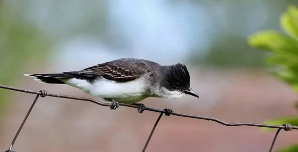 Den Östliga Kingbird Tyrannus Tyrannus Att Försvara Deras Häckande Territorium — Stockfoto