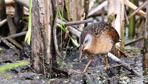 Die Jungfernrebe Rallus Limicola Kleiner Wasservogel — Stockfoto