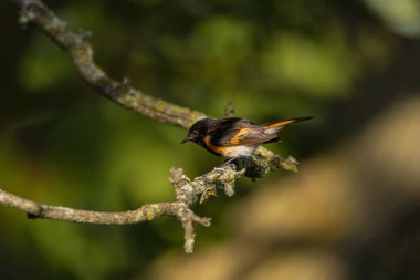 Amerikan redstart (Setophaga ruticilla). Dalda oturan erkek.