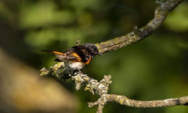 Amerikan redstart (Setophaga ruticilla). Dalda oturan erkek.
