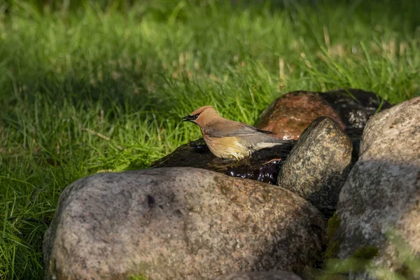 The cedar waxwing (Bombycilla cedrorum),birds come to the spring of water small stream, where they bath