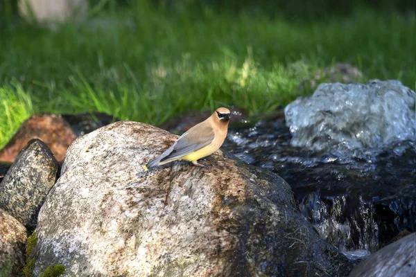 Cedar Waxwing Bombycilla Cedrorum Fåglar Kommer Till Våren Vatten Liten — Stockfoto