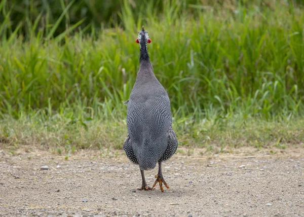 Helmeted Guineafowl Numida Meleagris Native African Bird Often Domesticated Europe — Stock Photo, Image